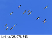 Малая чайка (лат. Larus minutus). Стая птиц в небе, Ямало-Ненецкий автономный округ. Стоковое фото, фотограф Григорий Писоцкий / Фотобанк Лори