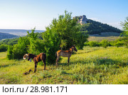 Молодые жеребята в горном районе Крыма. Стоковое фото, фотограф Natalia Sidorova / Фотобанк Лори