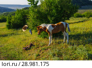 Молодые жеребята в горном районе Крыма. Стоковое фото, фотограф Natalia Sidorova / Фотобанк Лори