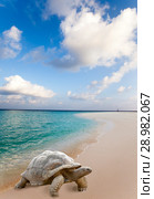 Large turtle (Megalochelys gigantea) at the sea edge on background of a tropical landscape. Стоковое фото, фотограф Куликов Константин / Фотобанк Лори