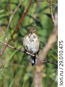 Тростниковая овсянка, камышовая овсянка или камышник (лат. Emberiza schoeniclus). Самец птицы сидит на ветке, Ямало-Ненецкий автономный округ. Стоковое фото, фотограф Григорий Писоцкий / Фотобанк Лори