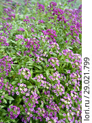 Алиссум (Лобулярия, каменник) морской (Alyssum maritimum Lam., Lobularia maritima (L.) Desv.), цветение. Стоковое фото, фотограф Ирина Борсученко / Фотобанк Лори