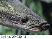 Head giant arapaima closeup in river (2018 год). Стоковое фото, фотограф Наталья Волкова / Фотобанк Лори