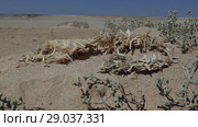 The dried skeleton of Porcupinefish lies on the sand in the desert near the Red Sea. Black-blotched Porcupinefish (Diodon liturosus) (2018 год). Стоковое видео, видеограф Некрасов Андрей / Фотобанк Лори