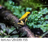 Two-colored poison frog sits on a tree branch. Стоковое фото, фотограф Наталья Волкова / Фотобанк Лори