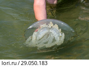 Мужчина держит медузу в руке на мелководье. Корнерот (Rhizostoma pulmo). Побережье Азовского моря, Татарская бухта, Республика Крым (2018 год). Стоковое фото, фотограф Щеголева Ольга / Фотобанк Лори