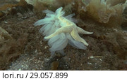 Spiny Starfish (Marthasterias glacialis) eat ascidian colony Transparent sea squirt or Yellow Sea Squirt (Ciona intestinalis, Ascidia intestinalis) on seabed overgrown with brown algae (Time-lapse) Стоковое видео, видеограф Некрасов Андрей / Фотобанк Лори