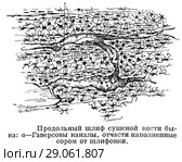 Продольный шлиф сушеной кости быка. Стоковая иллюстрация, иллюстратор Макаров Алексей / Фотобанк Лори