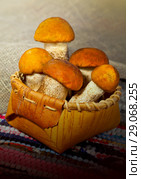 Mushrooms in a basket. Стоковое фото, фотограф ElenArt / Фотобанк Лори