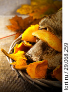 Mushrooms in a basket. Стоковое фото, фотограф ElenArt / Фотобанк Лори