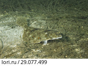 European plaice (Pleuronectes platessa) on algae. Стоковое фото, фотограф Некрасов Андрей / Фотобанк Лори