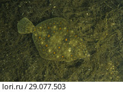 European plaice (Pleuronectes platessa) on algae. Стоковое фото, фотограф Некрасов Андрей / Фотобанк Лори
