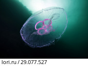 Moon jellyfish, Common jellyfish, Moon jelly, or Saucer jelly (Aurelia aurita) Стоковое фото, фотограф Некрасов Андрей / Фотобанк Лори