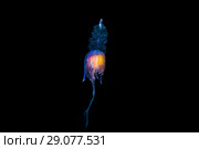 Pelagic siphonophore - Hula Skirt Siphonophore (Physophora hydrostatica) Стоковое фото, фотограф Некрасов Андрей / Фотобанк Лори