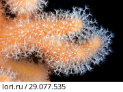Close-up of polyps soft Fingers Coral, Dead Man's Fingers or Light Bulb Tunicate (Alcyonium digitatum) Стоковое фото, фотограф Некрасов Андрей / Фотобанк Лори