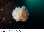 Lion's mane jellyfish (Cyanea capillata, Cyanea arctica) Стоковое фото, фотограф Некрасов Андрей / Фотобанк Лори