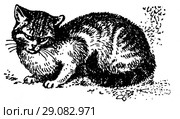 Буланая кошка. Стоковая иллюстрация, иллюстратор Макаров Алексей / Фотобанк Лори