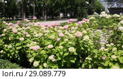 Гортензия ( Hydrangea) — род цветковых растений семейства Гортензиевые. Стоковое видео, видеограф Олег Хархан / Фотобанк Лори