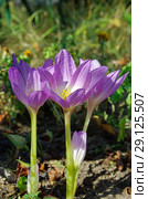Цветущий безвременник (лат. Colchicum) Стоковое фото, фотограф Елена Коромыслова / Фотобанк Лори
