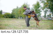 Training sheepdog on attacking. The man wearing protection. Стоковое видео, видеограф Константин Шишкин / Фотобанк Лори