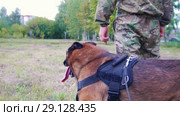 Trained sheepdog running to his trainer. Close up. Стоковое видео, видеограф Константин Шишкин / Фотобанк Лори