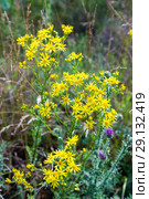 Крестовник Якова, или суходольный (Senecio jacobaea) Стоковое фото, фотограф Ольга Сейфутдинова / Фотобанк Лори