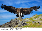 griffin sitting on stone against sky. Стоковое фото, фотограф Яков Филимонов / Фотобанк Лори
