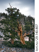Ancient Bristlecone Pine Forest. Great Basin National Park, Nevada, USA (2018 год). Стоковое фото, фотограф Ирина Кожемякина / Фотобанк Лори