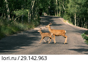 A deer with a spotted baby crosses the road.  Great Basin National Park, Nevada, US (2018 год). Стоковое фото, фотограф Ирина Кожемякина / Фотобанк Лори