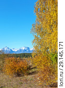 Bright Autumn Landscape. Yellow birch leaves against the blue cloudless sky and snow-capped mountains. Free space for text and seasonal calendar. Natural autumn background. Стоковое фото, фотограф Виктория Катьянова / Фотобанк Лори