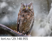 Eurasian (European) scops owl in the forest. Стоковое фото, фотограф Алексей Кузнецов / Фотобанк Лори