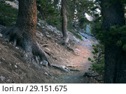 The path in the woods between the pines. Great Basin National Park, Nevada, USA (2018 год). Стоковое фото, фотограф Ирина Кожемякина / Фотобанк Лори