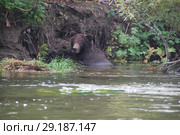 Дикий бурый медведь (Ursus arctos) в естественной среде обитания. Река Большая Камчатский край. Стоковое фото, фотограф syngach / Фотобанк Лори