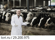 Mature vet posing with cows. Стоковое фото, фотограф Яков Филимонов / Фотобанк Лори
