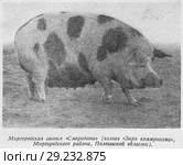 Миргородская свинья "Смородина" (колхоз "Заря коммунизма", Миргородский район, Полтавской области) Всесоюзная сельскохозяйственная выставка 1939 года. Стоковая иллюстрация, иллюстратор Макаров Алексей / Фотобанк Лори