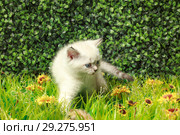 British Shorthair kitten with blue eyes on the green grass. Стоковое фото, фотограф Игорь Бородин / Фотобанк Лори
