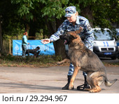 Дрессировка служебной собаки (2018 год). Редакционное фото, фотограф Free Wind / Фотобанк Лори
