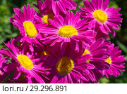 Пиретрум розовый, или Персидская ромашка (лат. Pyrethrum roseum) крупным планом. Стоковое фото, фотограф Елена Коромыслова / Фотобанк Лори