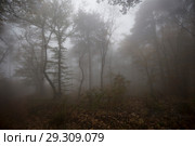 Fog in the forest. Стоковое фото, фотограф Яна Королёва / Фотобанк Лори