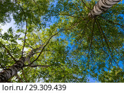Green kroner of two birches with gray trunks. Стоковое фото, фотограф Алексей Дмецов / Фотобанк Лори