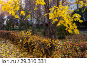 Осенний клен. Стоковое фото, фотограф Владимир Федечкин / Фотобанк Лори