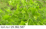 Плантация деревьев Гинкго. Plantations of Ginkgo. Стоковое видео, видеограф Евгений Романов / Фотобанк Лори