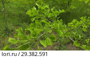 Плантация деревьев Гинкго. Plantations of Ginkgo. Стоковое видео, видеограф Евгений Романов / Фотобанк Лори