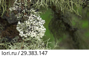 Мох и лишайник на древесном пне. Moss and lichen on a tree stump. Стоковое видео, видеограф Евгений Романов / Фотобанк Лори