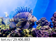 Рыба-зебра, Рыба-лев. Lionfish. Стоковое фото, фотограф Галина Савина / Фотобанк Лори