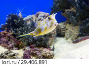 Рыба рогатый кузовок. Cowfish longhorn. Стоковое фото, фотограф Галина Савина / Фотобанк Лори