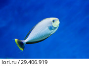 Рыба - хирург Носорог Вламинга. (Bignose unicornfish) Стоковое фото, фотограф Галина Савина / Фотобанк Лори