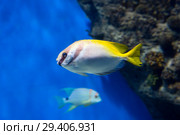 Аквариумная рыбка Сиган двухполосый. ( Double-bar rabbitfish) Стоковое фото, фотограф Галина Савина / Фотобанк Лори