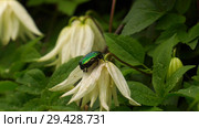 Цветущий клематис и жук бронзовка. Flowering clematis and green rose chafer. Стоковое фото, фотограф Евгений Романов / Фотобанк Лори