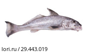 Atlantic Croaker (Micropogon undulatus) is a species of marine ray-finned fish. Isolated on white background. Стоковое фото, фотограф Ирина Кожемякина / Фотобанк Лори